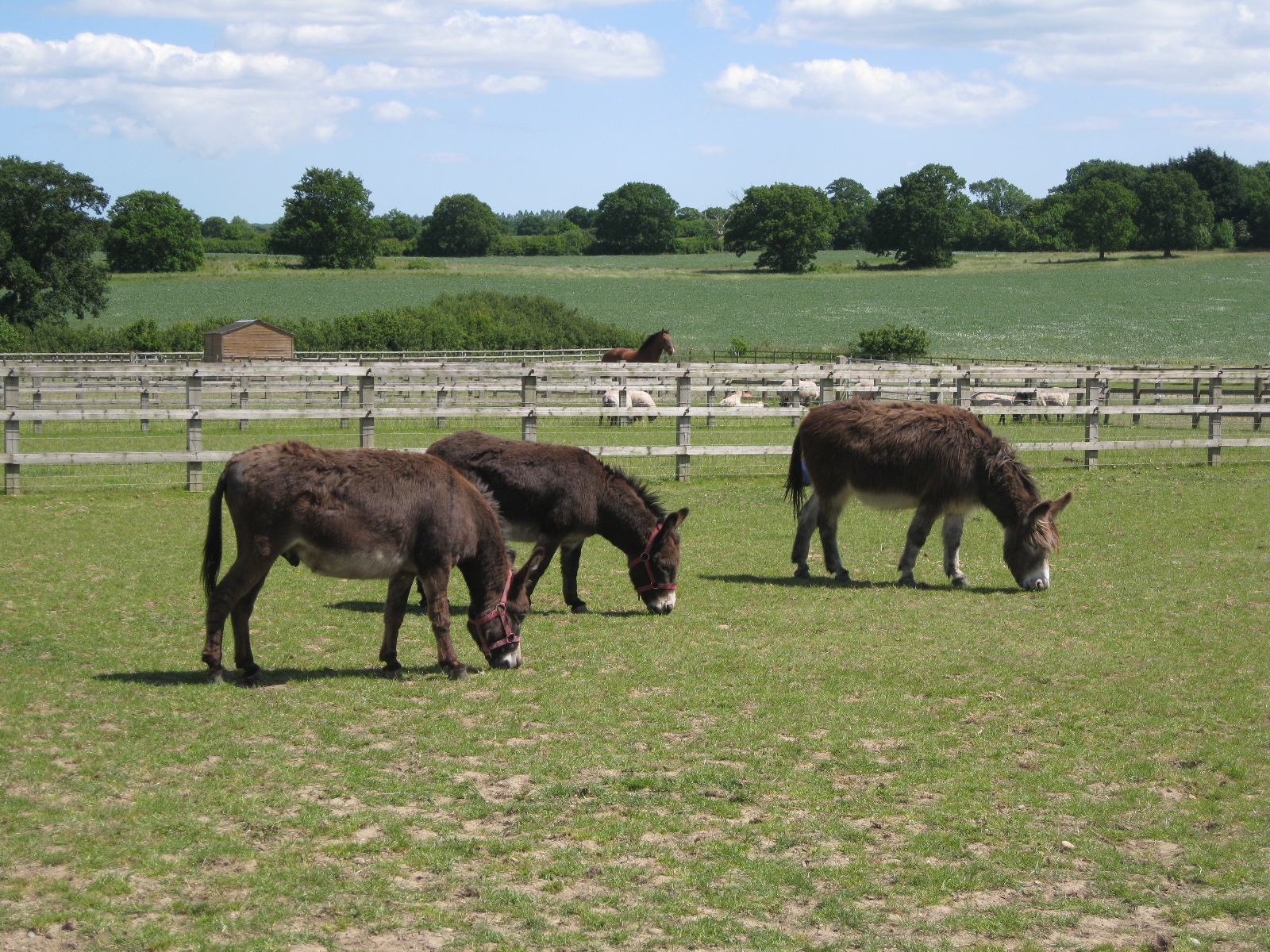 Hovis, wes and Spence the Donkeys grazing in the fields.